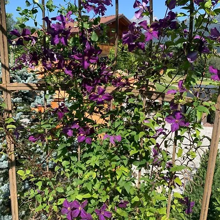 Alma Haus im Ennstal