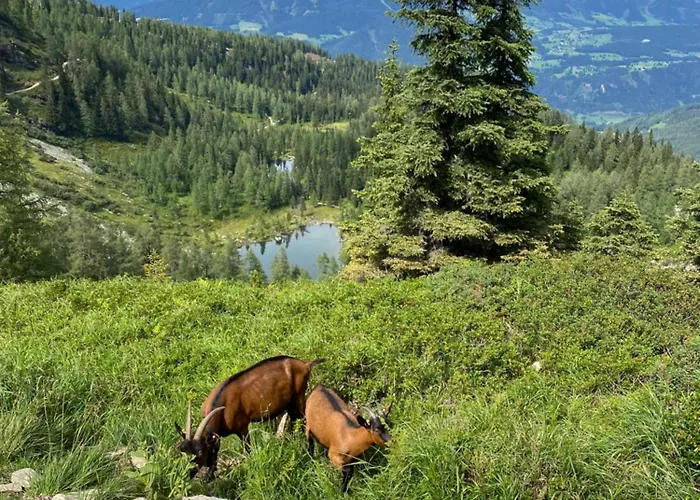 Alma Chalet Haus im Ennstal
